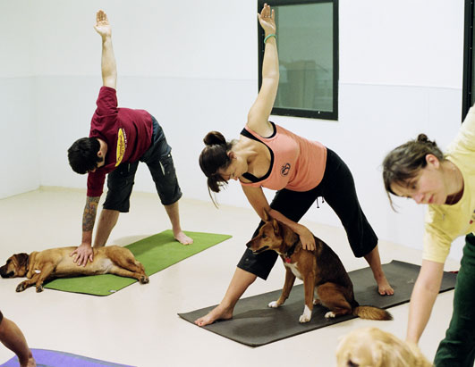 Yoga for Cats, Yoga for Dogs: Reflection on Contemporary Yoga Practice