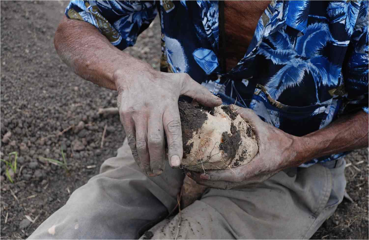 Jamon A. Halvaksz- Becoming Farmers: Agriculture and Industrial Gold Mining in Papua New Guinea