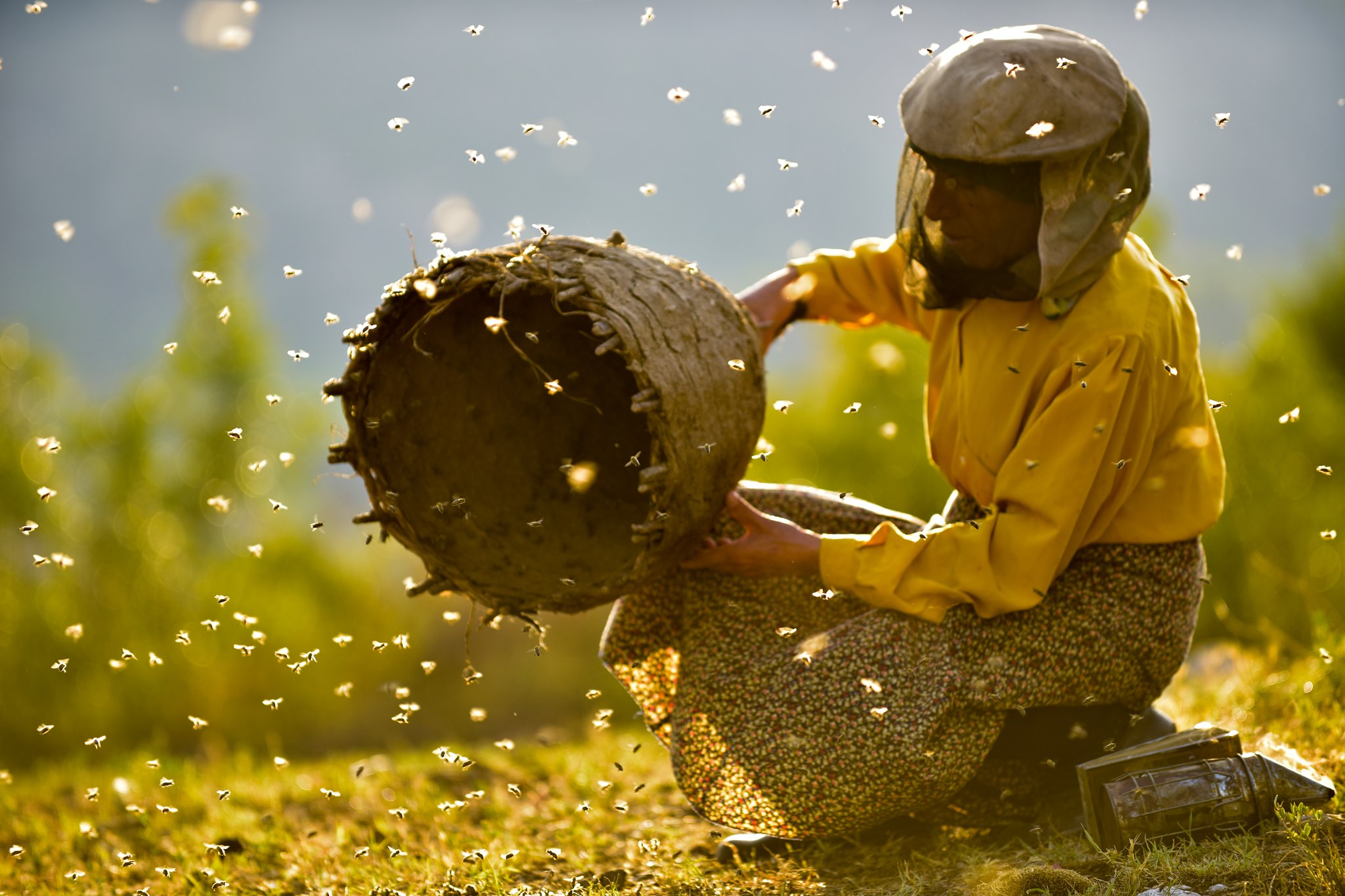 Film: Honeyland