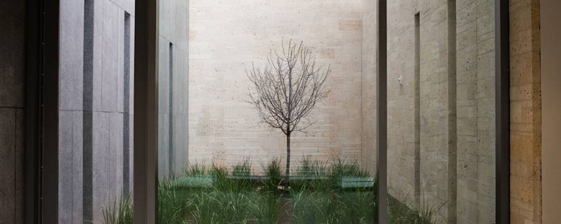 a small tree in a interior courtyard