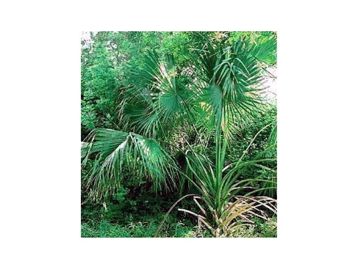 palms and other plants