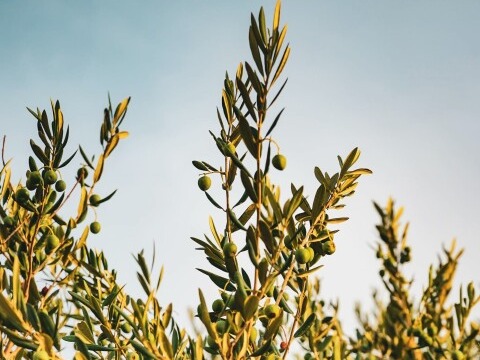 College of Liberal Arts