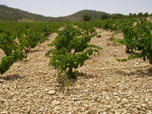 Castillo Viñas
