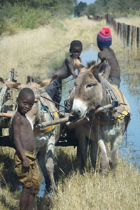 Fieldwork in Botswana