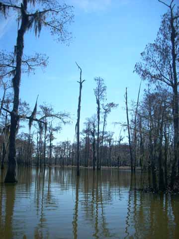 UT students and faculty carry out a field trip to the Lower Mississippi Valley and Delta.