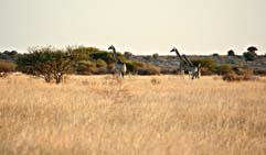 Kalahari Desert of Botswana