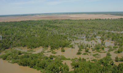 Flooding along the Lower Mississippi River