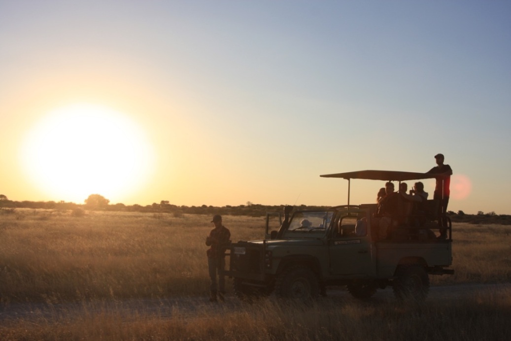 Longhorns in the Kalahari