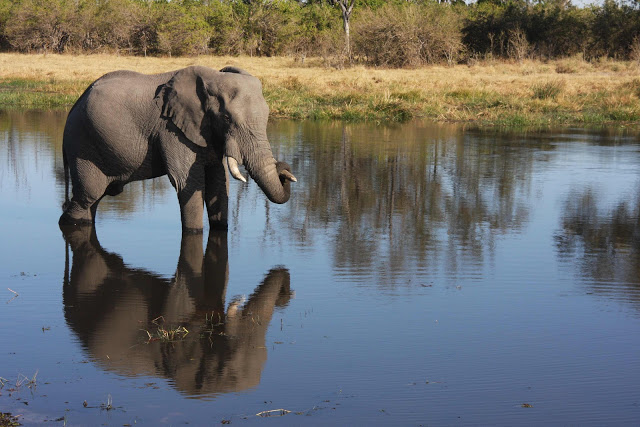 Kalahari Summer Study Abroad Program Continues