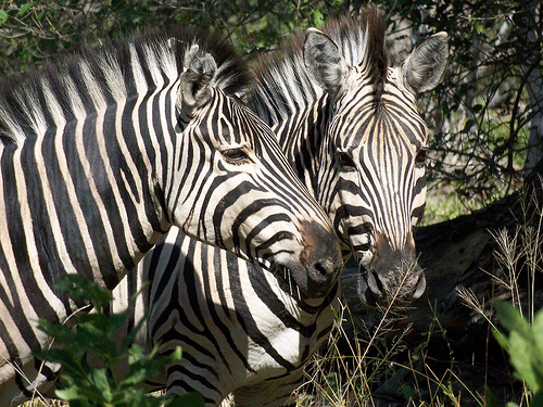 Study Abroad in Botswana
