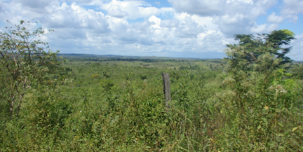 Formerly planted pastures, now in early process of native vegetation regeneration. Photo Credit: E. Arima