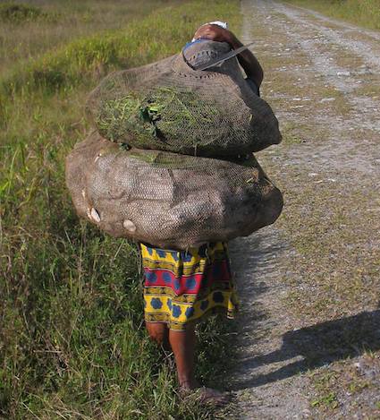 A woman walking in Waria Valley carries heavy bilum (string bag) filled with potatoes and other vegetables. Photo by Dan Jorgensen.
