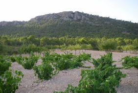 Mountains, Geomorphology, and Viticulture in Southern Spain