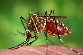 Aedes aegypti, known as the yellow fever mosquito, carries the Zika virus.