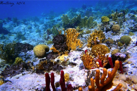 Banderote Reef, at Tamarindo Bay, Culebra Alfredo Montanez, 2012