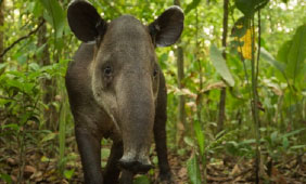 Baird Tapir
