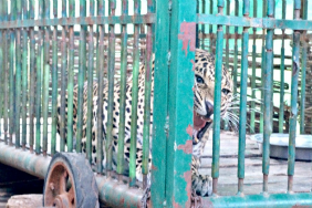 Conflict Leopard in Maharashtra, India; K.F. Doubleday 2014