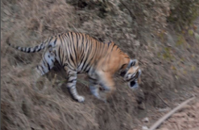 A tiger in Sariska approaches a road. Photo: Anjana Pasvicha/VOA