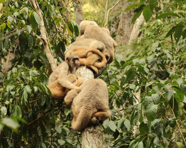 Researchers are using monkey poop to learn how an endangered species ...