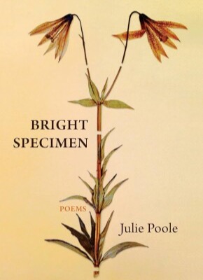 Picture of the cover of "Bright Specimen" by Julie Poole. The yellow cover depicts two flowers that share one stem.