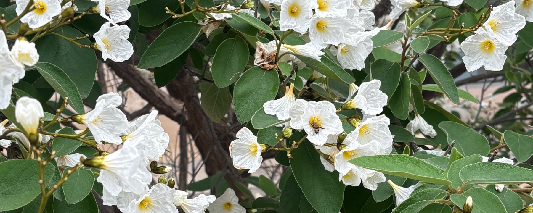 White flowers blooming in green leaves